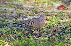 Common Ground Dove